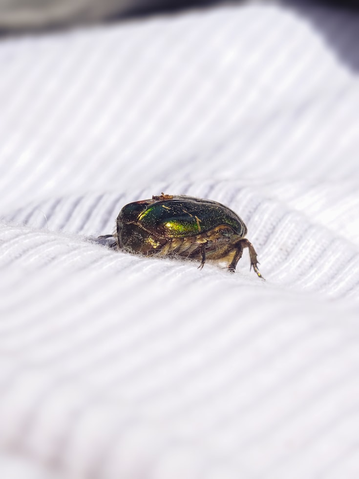 Traitement punaises de lit à Orléans et dans le Loiret